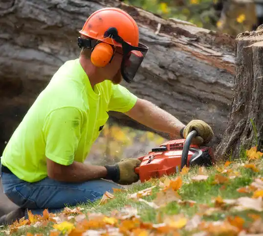 tree services Hunter